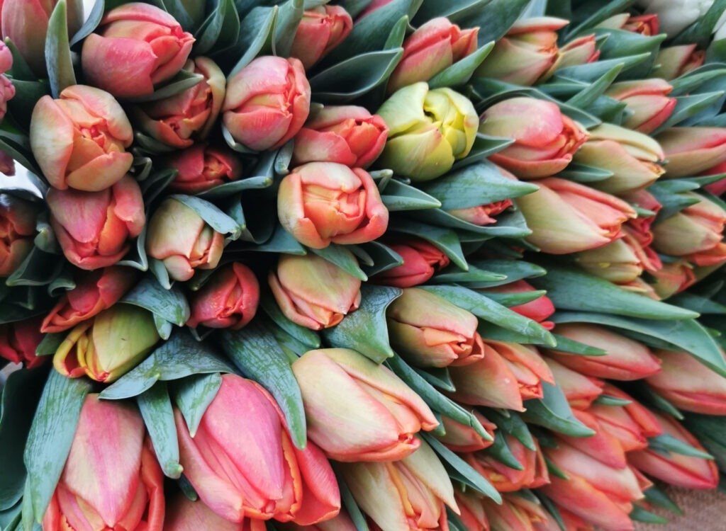 Bunte Tulpen in voller Blüte